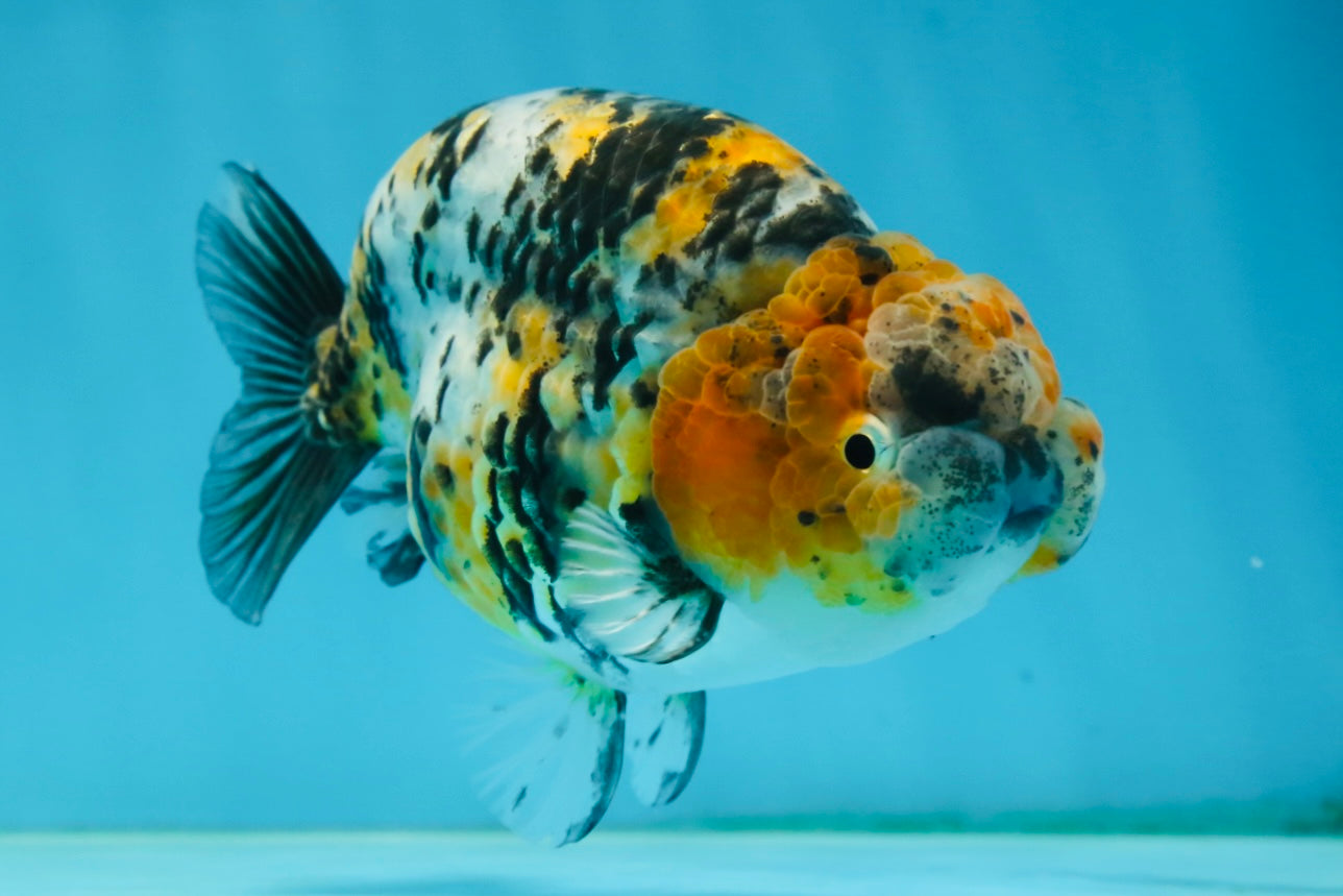 A Grade Tricolor Tiger LionKing 4.5-5 inches #062725LC_02