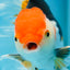 A Grade Tricolor Oranda Male 5-5.5 inches #082225OR_19