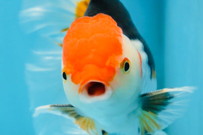 A Grade Tricolor Oranda Male 5-5.5 inches #082225OR_19