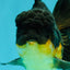 BATMAN A Grade Apache Oranda Male 6 inches #041726OR_12