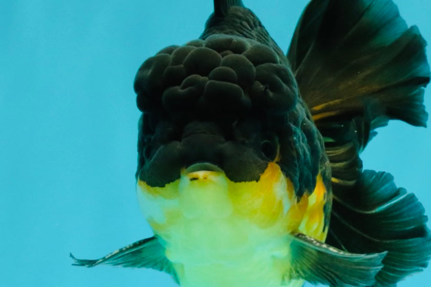 BATMAN A Grade Apache Oranda Male 6 inches #041726OR_12