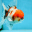AAA Grade Young Godzilla Sakura Oranda Male 6 inches #080825OR_21
