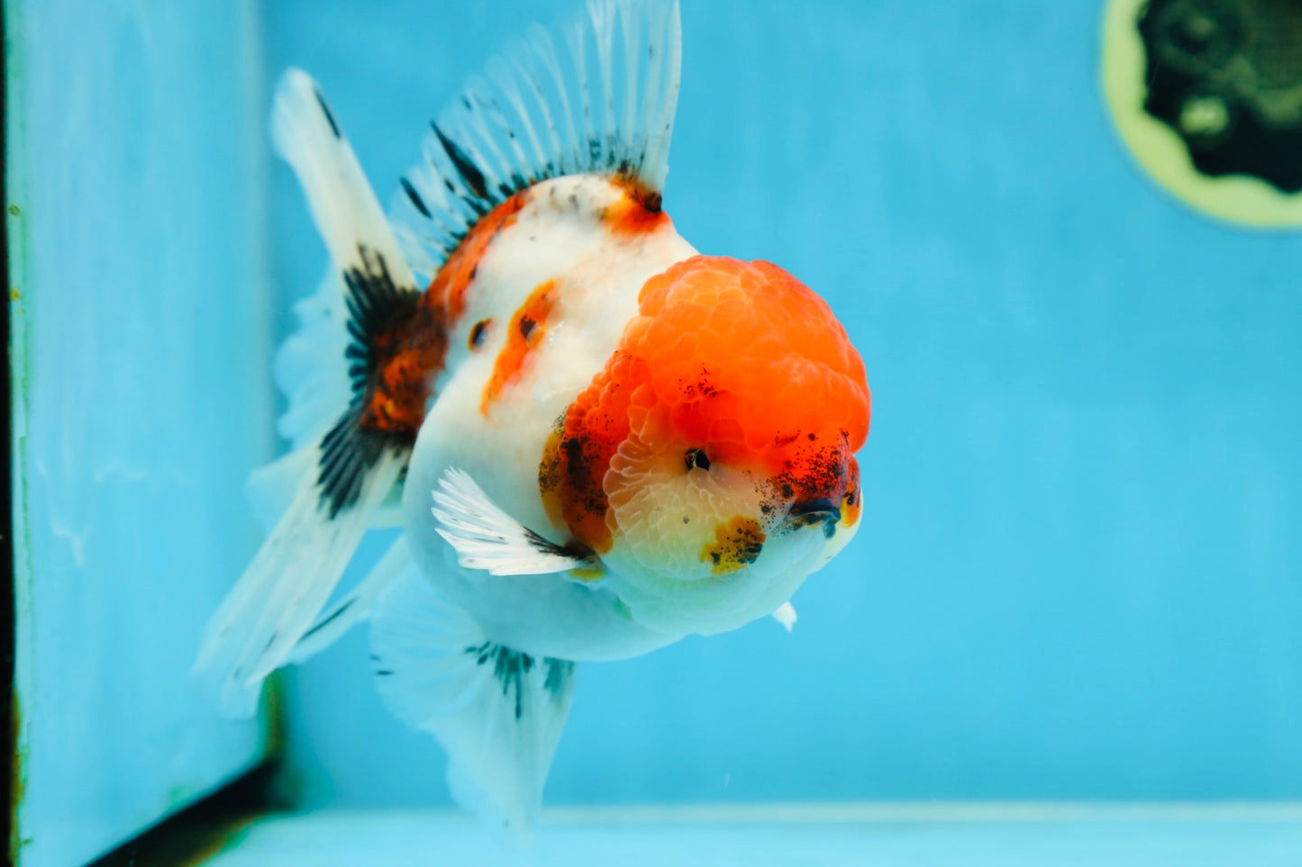 AAA Grade Young Godzilla Sakura Oranda Male 6 inches #080825OR_21