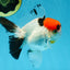 A Grade Red Head Tricolor Oranda Male 4.5 inches #053025OR_19