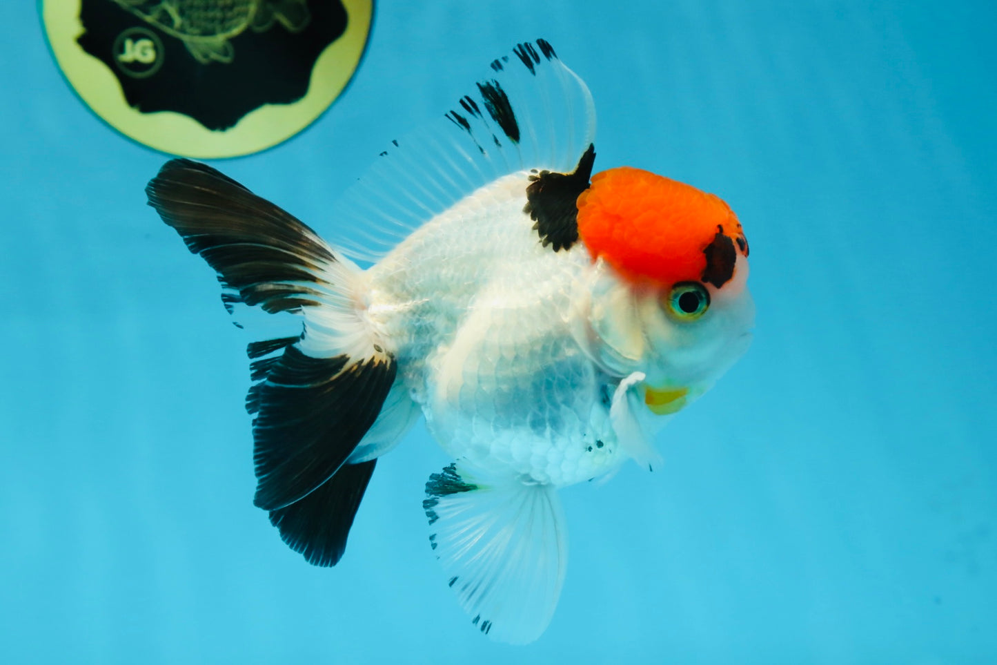 A Grade Red Head Tricolor Oranda Male 4.5 inches #053025OR_19