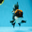 A Grade Lava Head Tricolor Oranda Male 5-5.5 inches #020725OR_31
