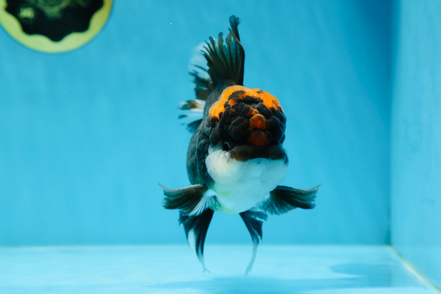 A Grade Lava Head Tricolor Oranda Male 5-5.5 inches #020725OR_31