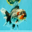 AAA Grade Calico Kirin Oranda Female 6.5 inches #100226OR_33