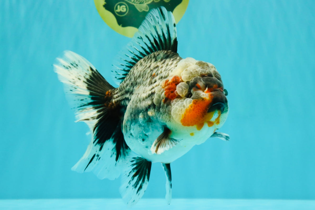 AAA Grade Calico Kirin Oranda Female 6.5 inches #100226OR_33
