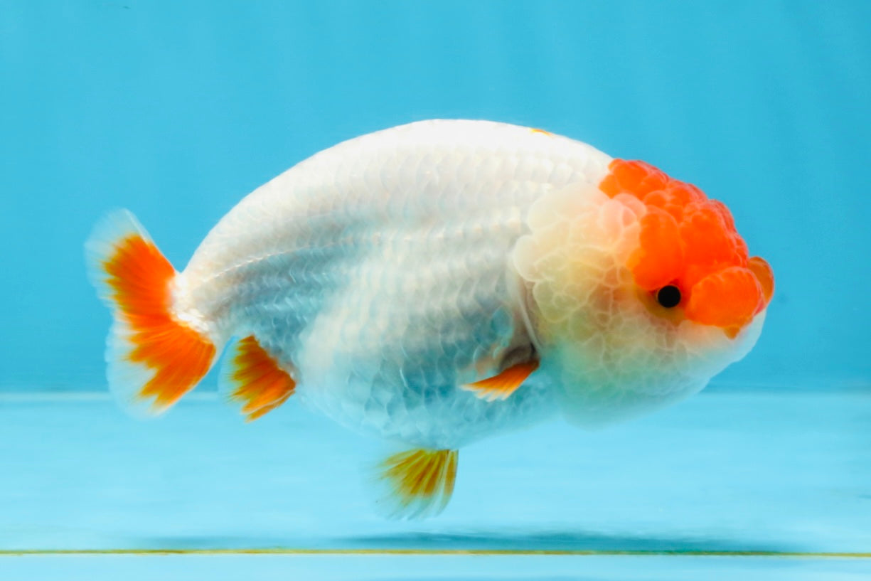 FLUFFY AAA Grade Red Head LionQueen 4-4.5 inches #102425LC_10