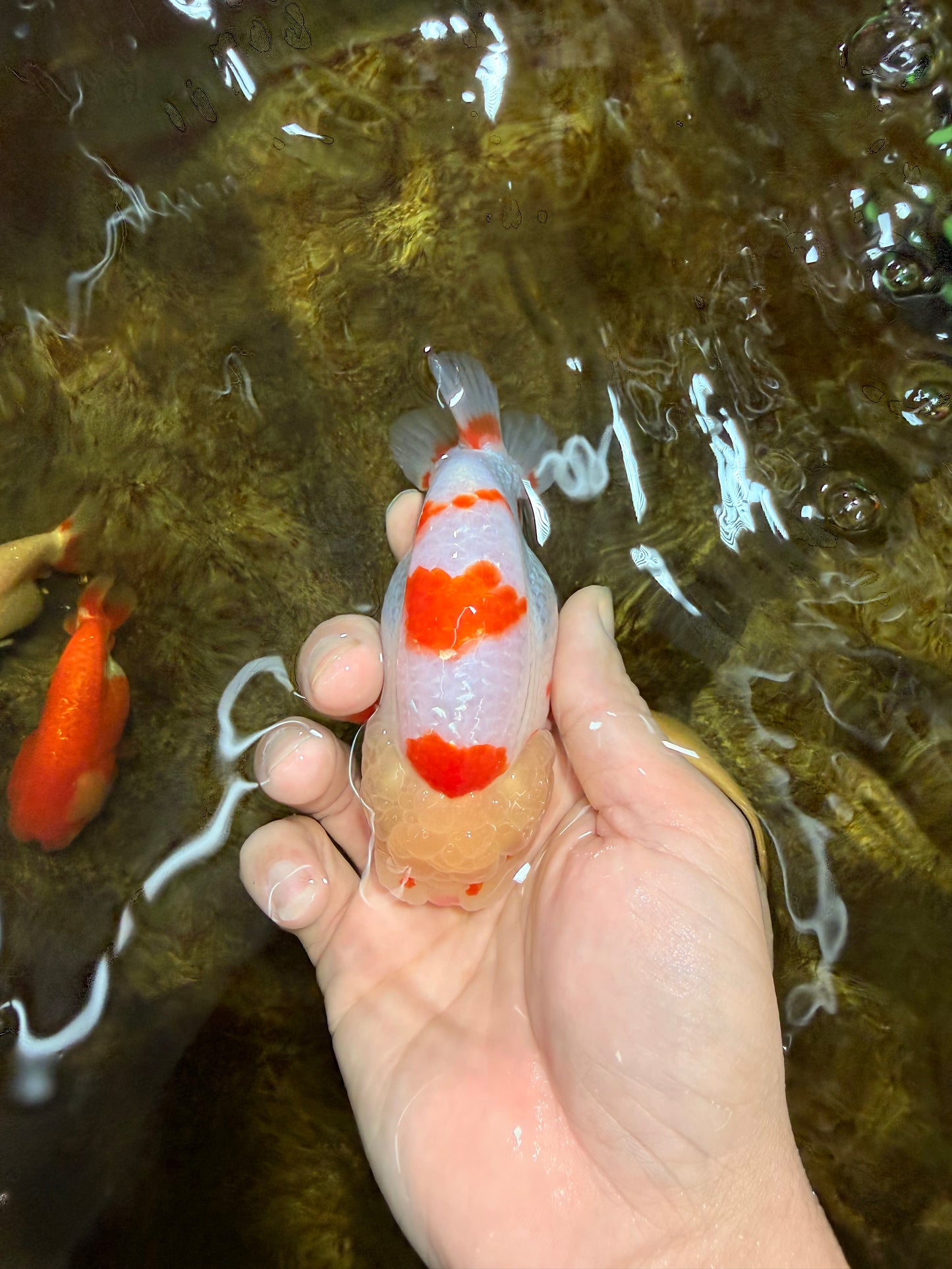 AAA Grade Pompom Kohaku LionQueen 4-4.5 inches #103125LC_19