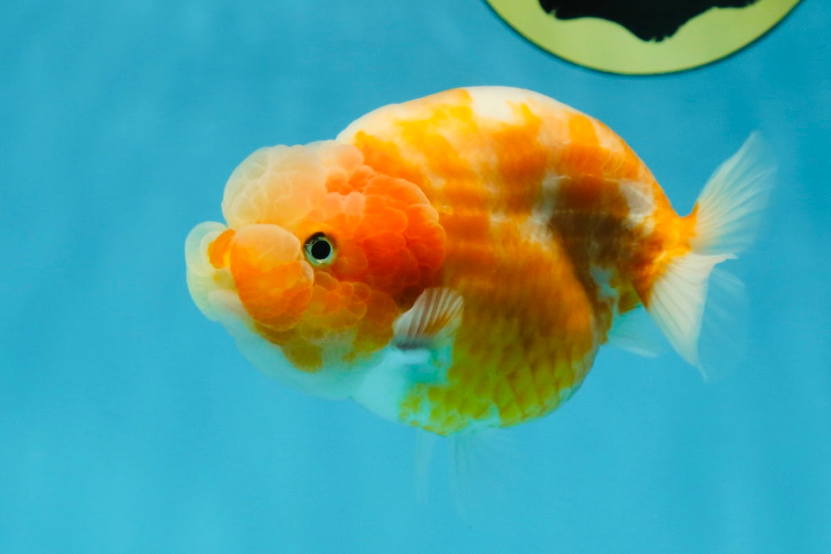 A Grade Sakura LionQueen 4-4.5 inches #050925LC_06