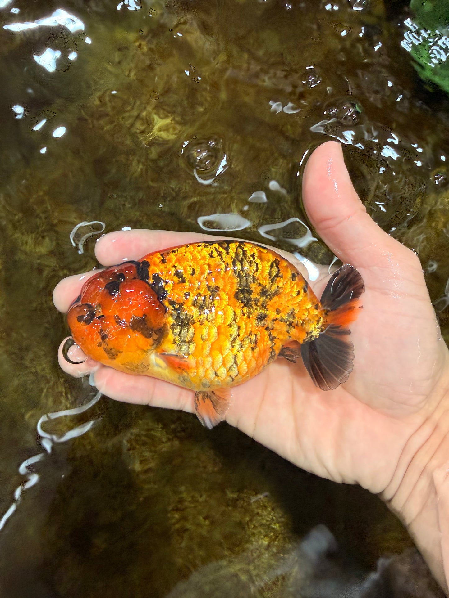 CHUBBY A Grade Tiger LionKing 4.5 inches #112825LC_12