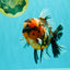 AAA Grade Special Calico Oranda Male 6 inches #062626OR_20