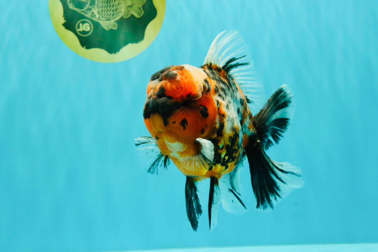 AAA Grade Special Calico Oranda Male 6 inches #062626OR_20