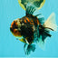AAA Grade Special Sanke Calico Oranda Female 7 inches #071726OR_04