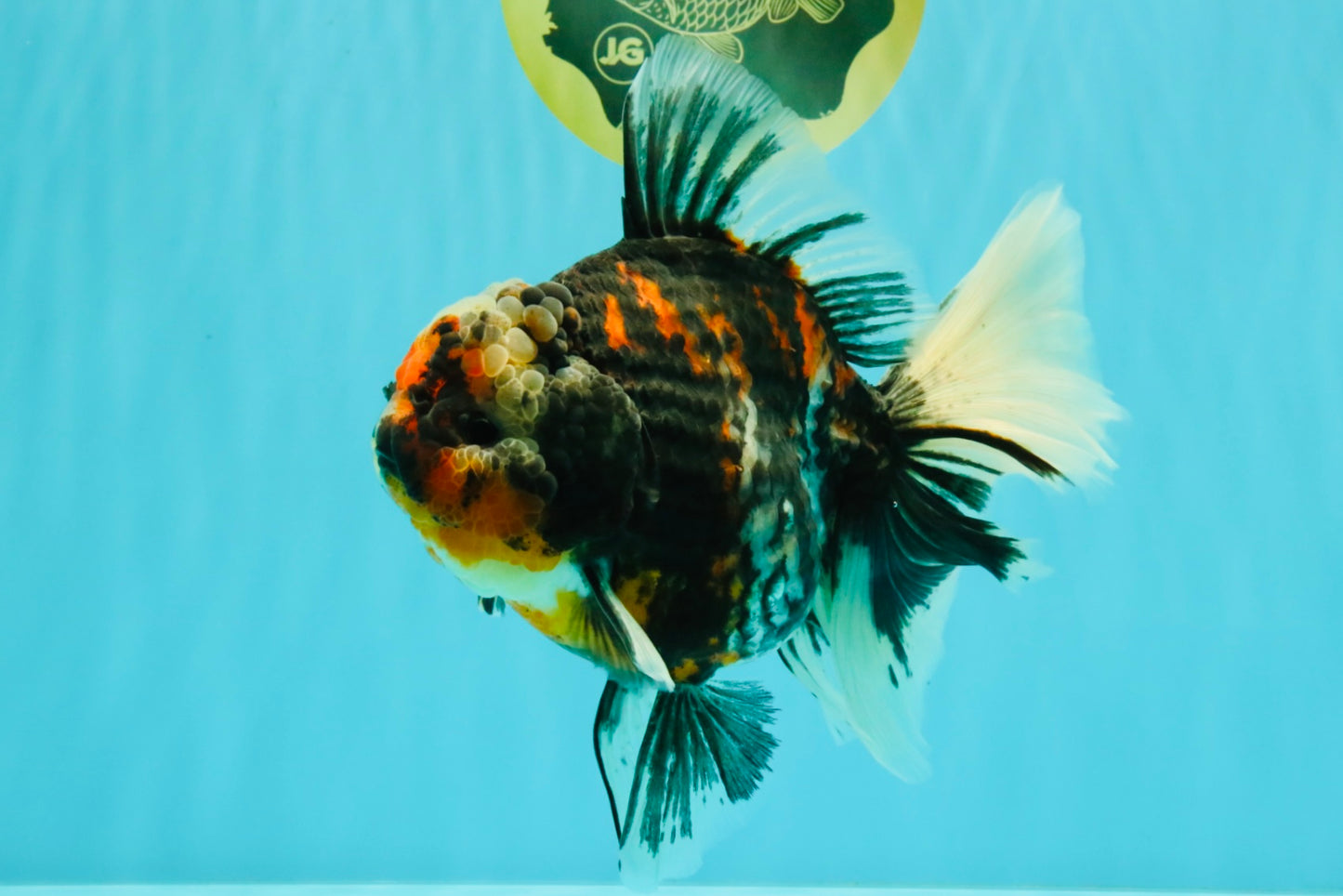 AAA Grade Special Sanke Calico Oranda Female 7 inches #071726OR_04