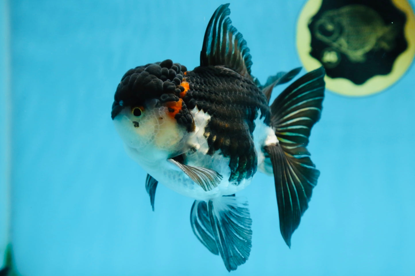 HAPPY "PO" Tricolor Oranda Male 5.5 inches #081525OR_24