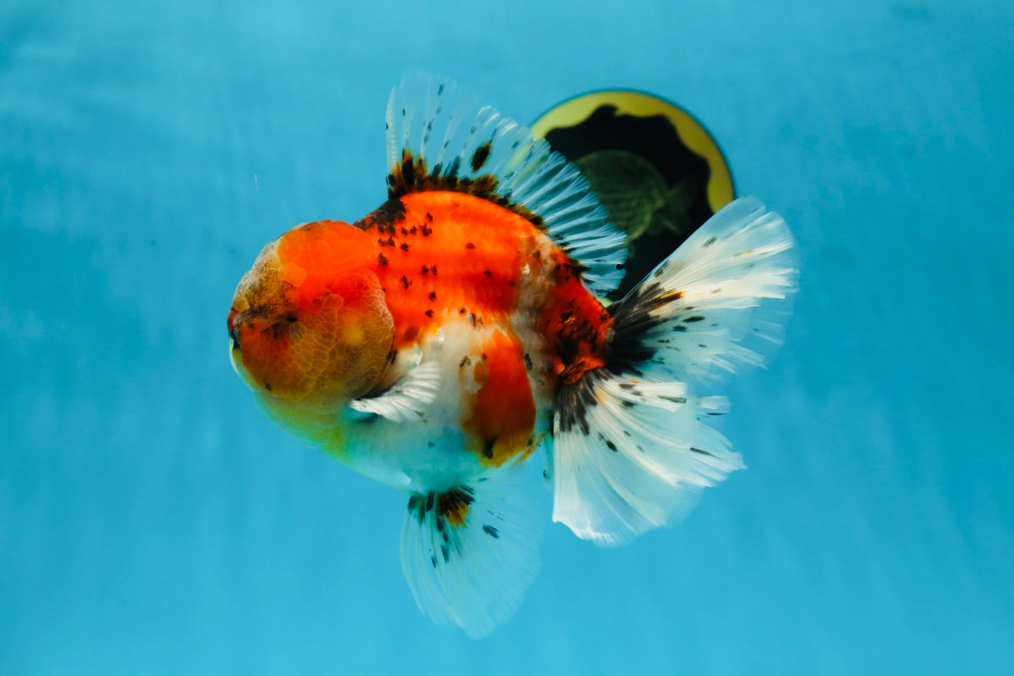 AAA Grade RARE Godzilla Calico Sakura Oranda Male 5.5 inches #051625OR_20