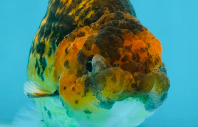 A Grade Tiger LionQueen 5 inches #101025LC_16