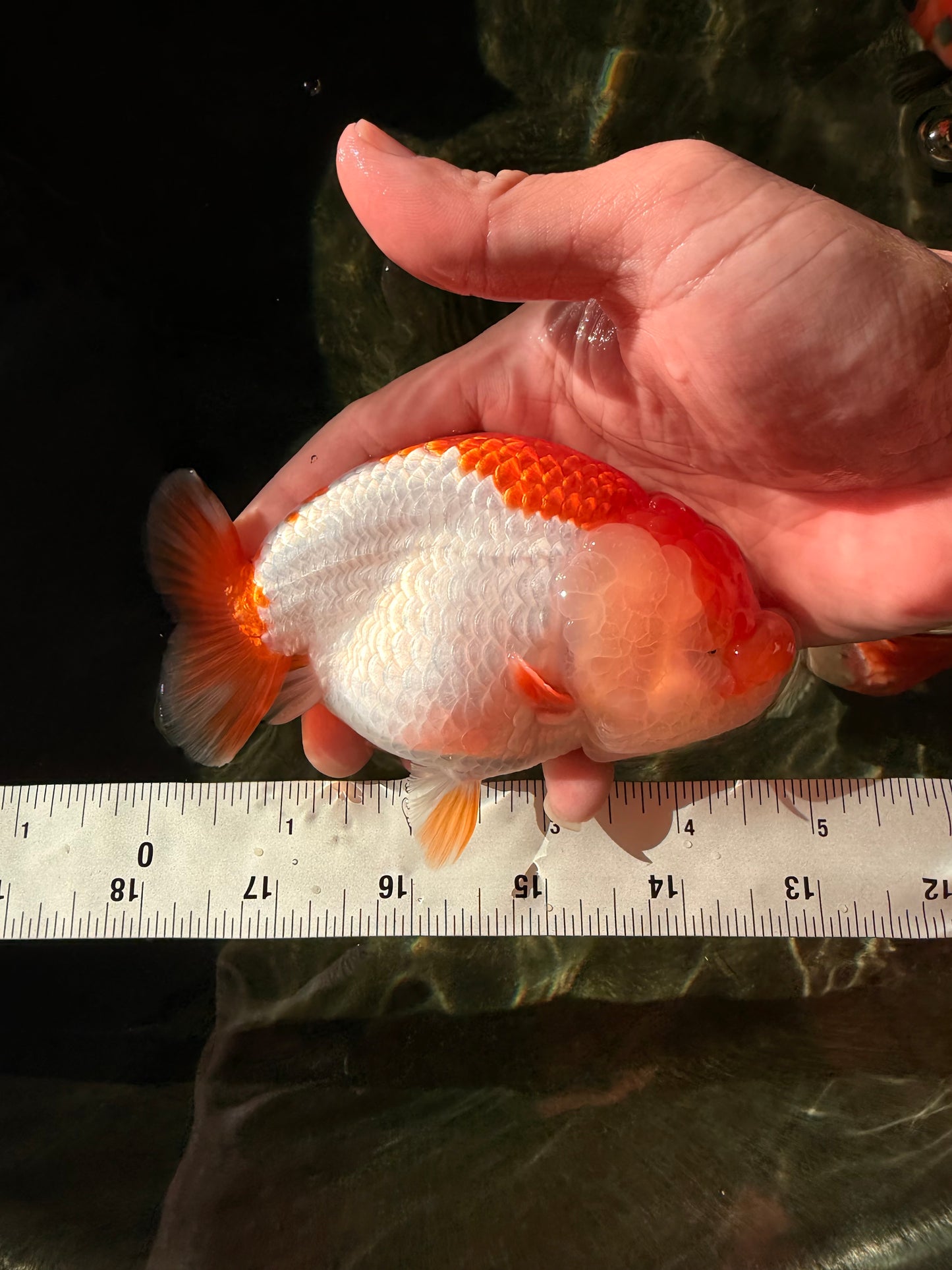 A Grade Red White LionQueen 4.5-5 inches #032726LC_19