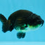 Bébé mâle Black Ranchu 3,5-4 pouces #0726RC_28