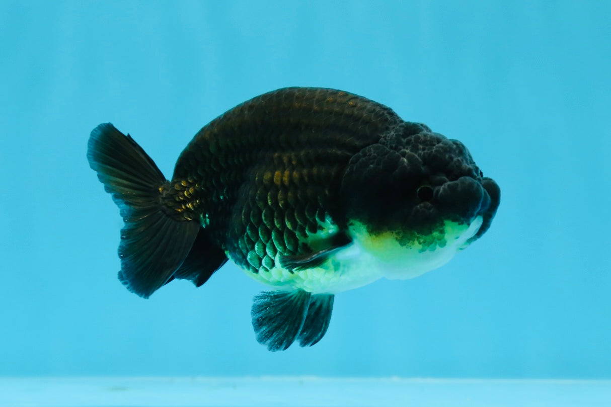 Bebé macho negro ranchu de 3,5 a 4 pulgadas #0726RC_28