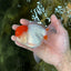 AAA Grade Red Cap Oranda Male 5 inches #050925OR_42