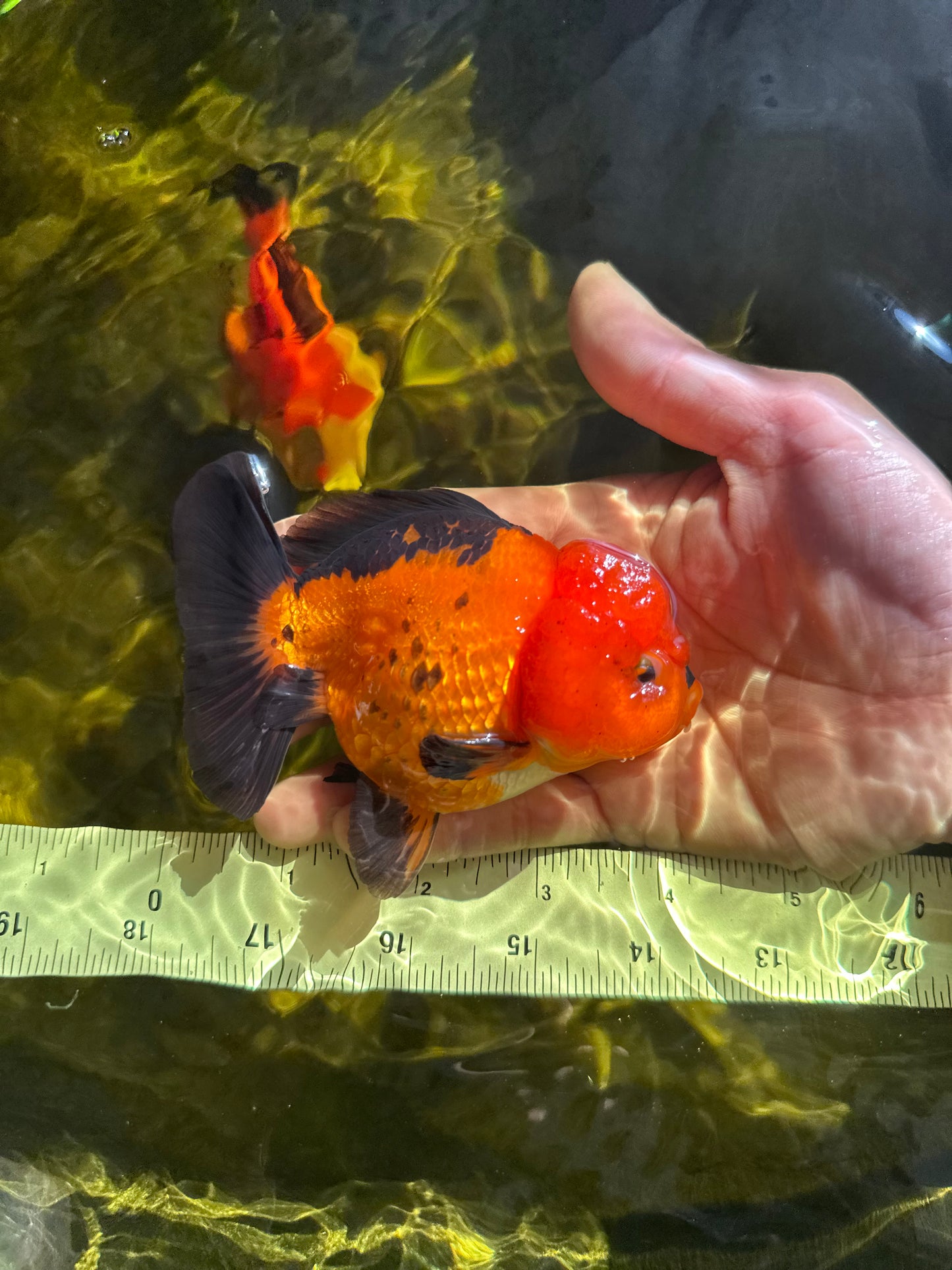 A Grade Pompom Apache Button Eyes Yuanbao Male 4 inches #050925YB_26