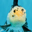 Panda Oranda Male 5.5-6 inches #032726OR_13