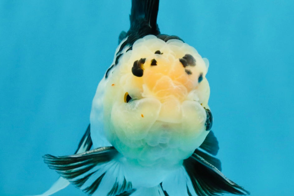 Panda Oranda Male 5.5-6 inches #032726OR_13