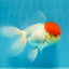 Oranda à bonnet rouge mâle 4,5 pouces #0927OR_22