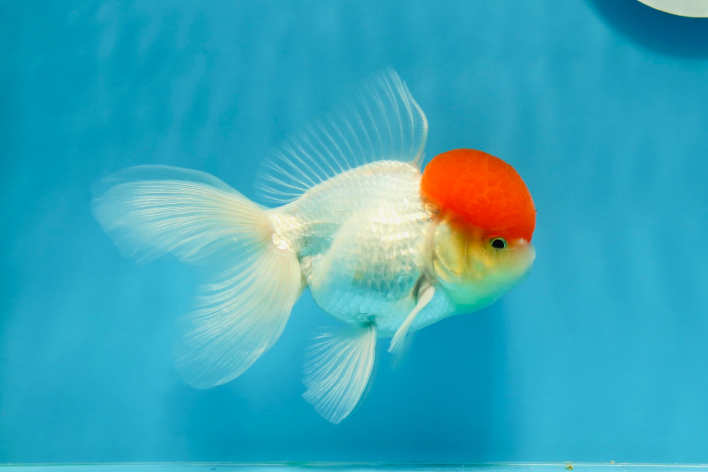 Red Cap Oranda Male 4.5 inches #0927OR_22