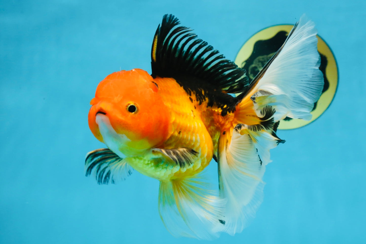 SPECIAL Apache Oranda Female 6 inches #091225OR_17