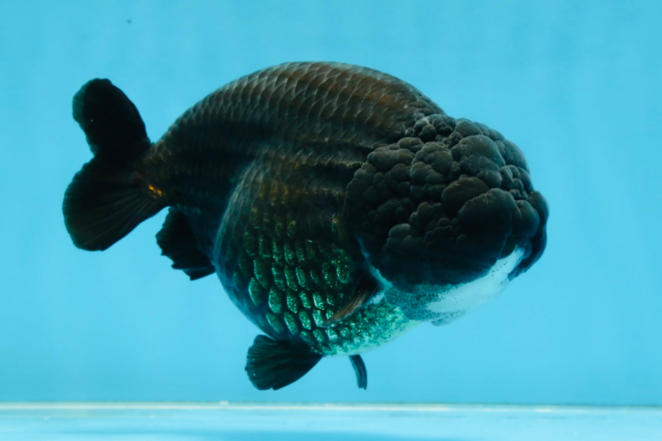 AAA Grade Black Strong Body Structure LionQueen 5.5 inches #101725LC_21