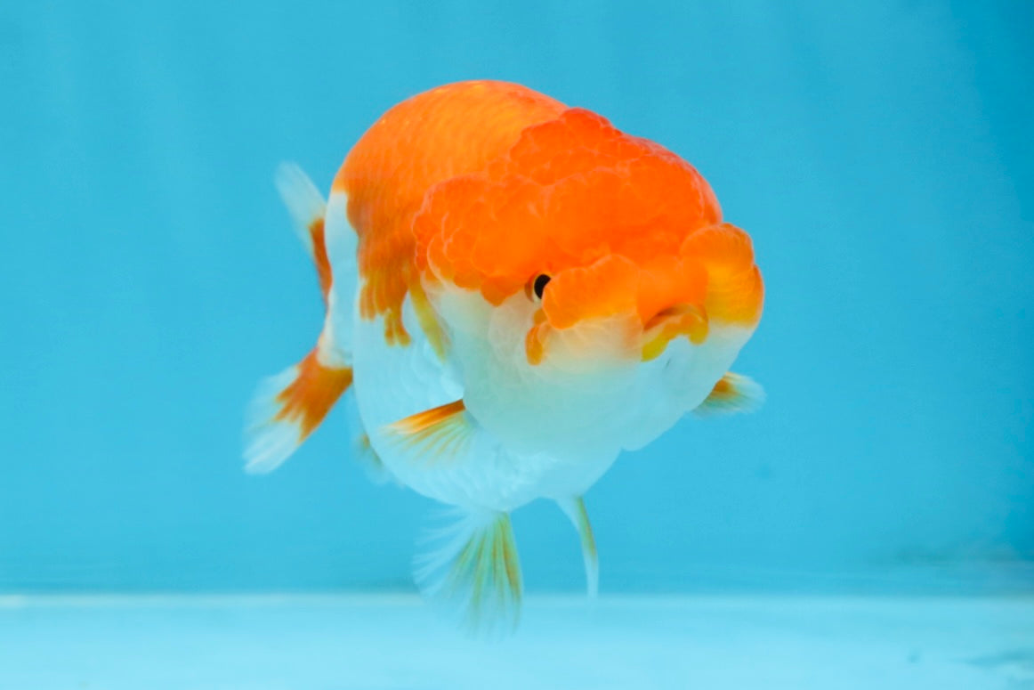 AAA Grade Red White LionQueen 4-4.5 inches #101725LC_04