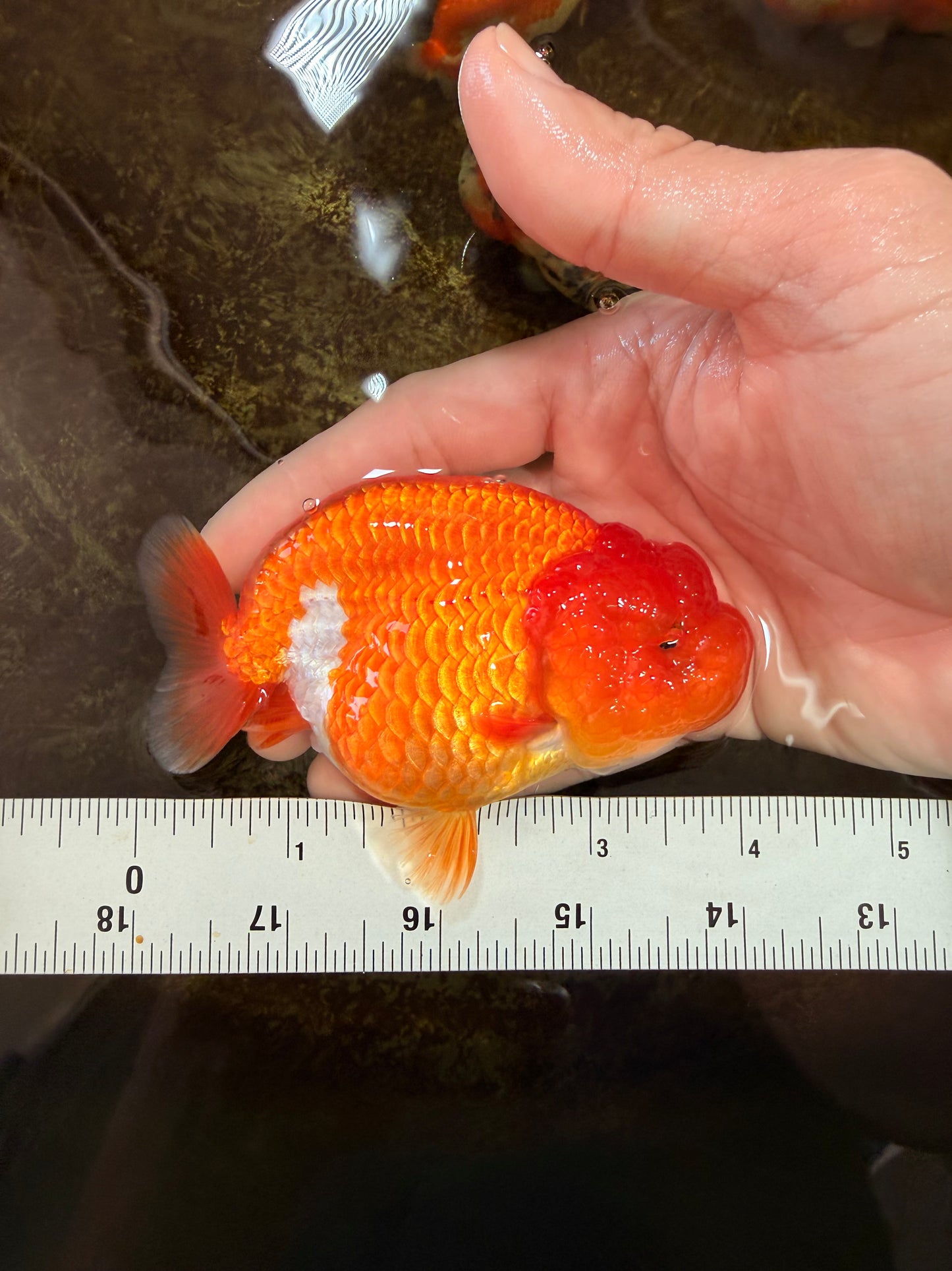 AAA Grade Young Red White LionQueen 4 inches #101025LC_04