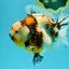 AAA Grade Marble Calico Yuanbao Female 5.5 inches #041726YB_19