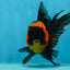 A Grade Tricolor Oranda Male 5-5.5 inches #062725OR_17