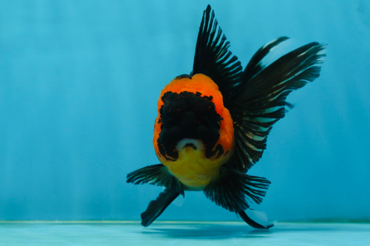 A Grade Tricolor Oranda Male 5-5.5 inches #062725OR_17