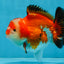 A Grade Tricolor Yuanbao Male 4.5 inches #103125YB_02