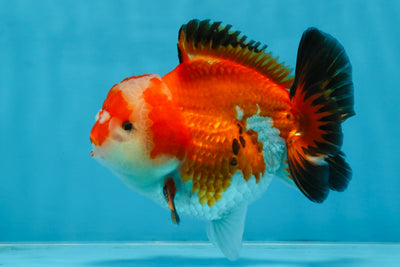 A Grade Tricolor Yuanbao Male 4.5 inches #103125YB_02