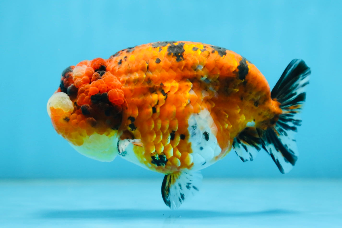 AAA Grade ADORABLE Tiger LionQueen 5 inches #082925LC_01