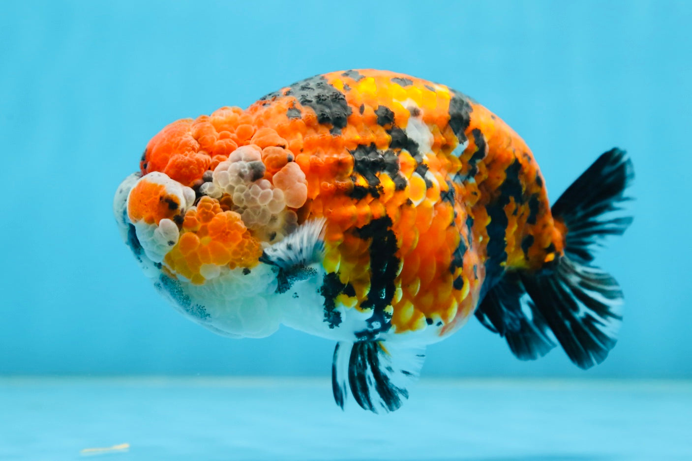 RARE AAA Grade Special Tricolor Tiger LionQueen 5.5 inches #082225LC_01