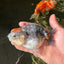 Special Pepper Kirin Blue Base Ranchu Female 4.5 inches #1018LC_10