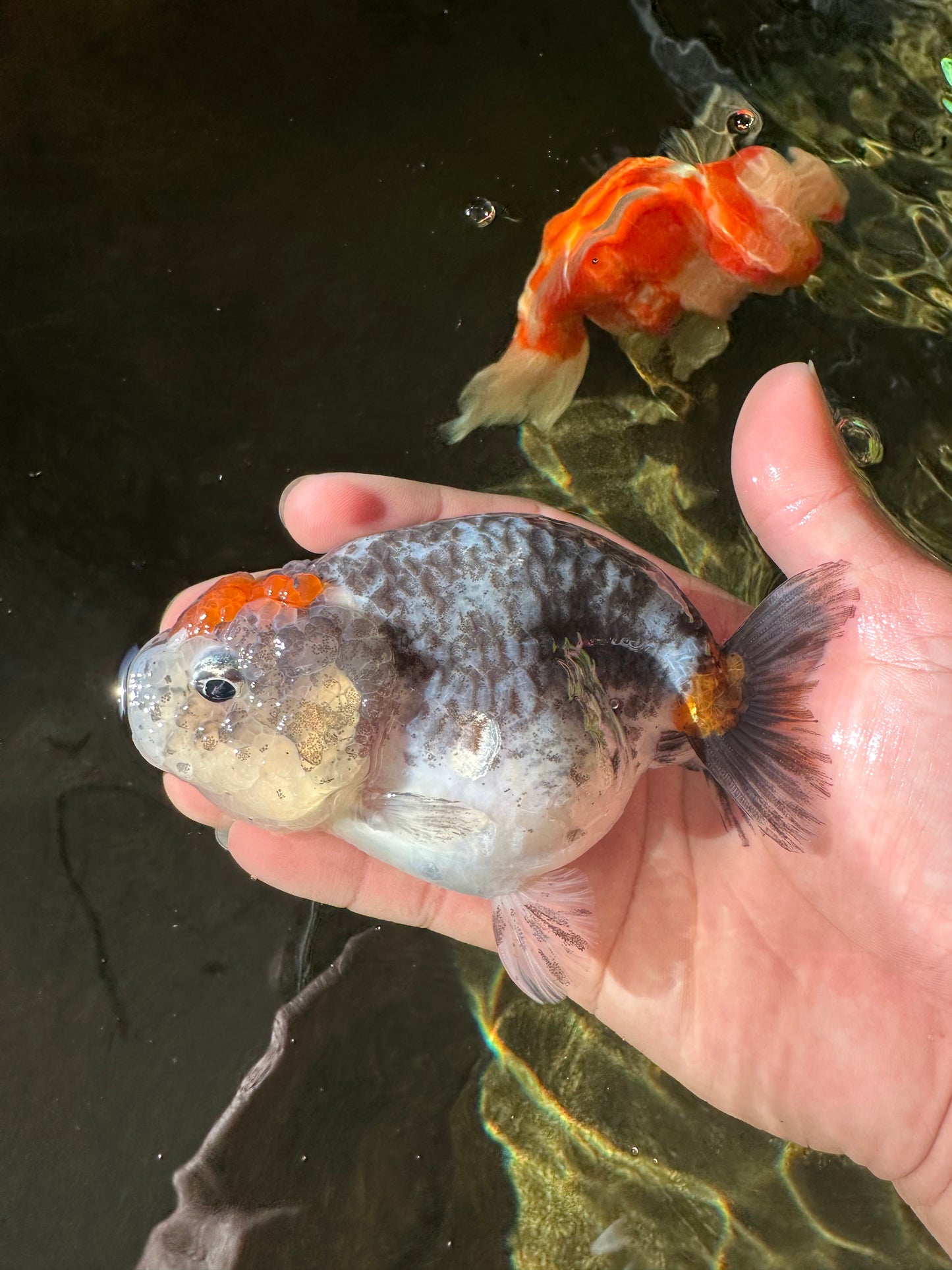 Special Pepper Kirin Blue Base Ranchu Female 4.5 inches #1018LC_10