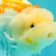 A Grade Polkadot Red White Buffalo Ranchu Male 6 inches #100926RC_29