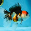A Grade Tricolor Oranda Female 6.5 inches #070425OR_18
