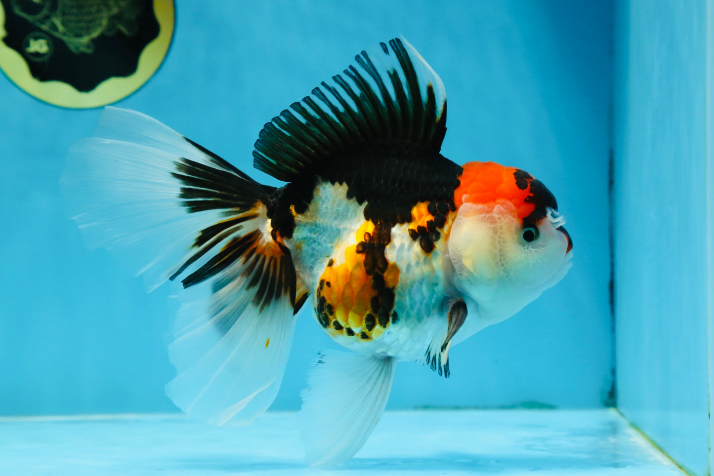 A Grade Tricolor Oranda Female 6.5 inches #070425OR_18