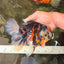 AAA Grade Special Sanke Calico Oranda Female 7 inches #071726OR_04